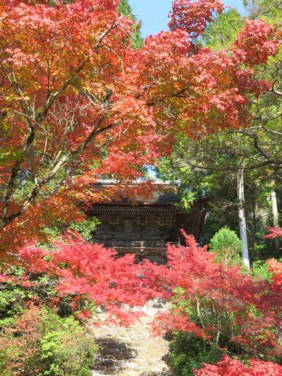 2022.11.11　金　京都市　紅葉　神護寺／善峯寺