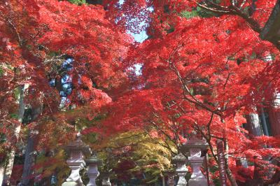 今年の紅葉は凄い“燃える赤”大感激!