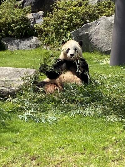 和歌山県でパンダにまみれる