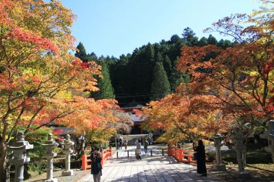 高野山の紅葉　