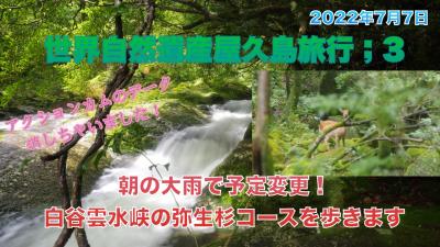 世界自然遺産屋久島旅行;3　朝の大雨で予定変更！白谷雲水峡の弥生杉コースを歩きます