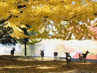 2019年11月　紅葉の奈良・京都・比叡山旅行