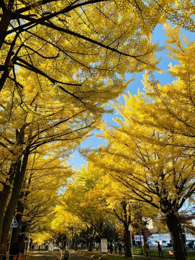 北海道大学の銀杏並木