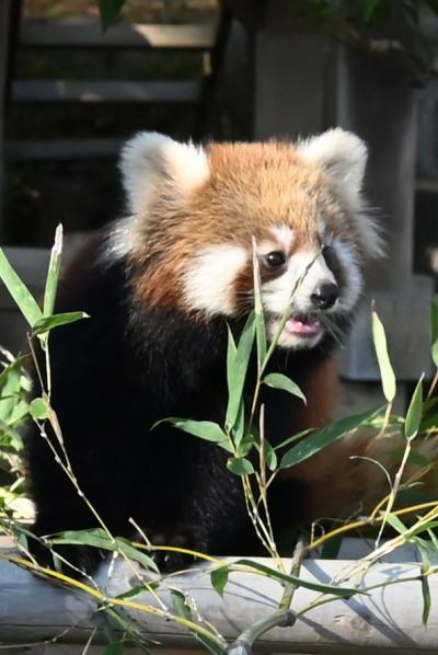 レッサーパンダはかわゆい !!! 今日は赤ちゃん 西山動物園