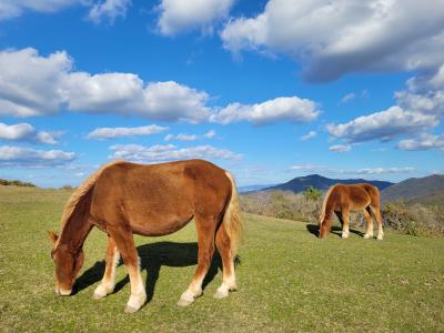 隠岐・島根・そしてなぜか鳥取　2日目