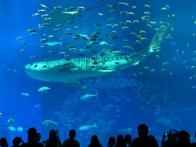 美ら海水族館メインの沖縄旅(全国旅行割利用)