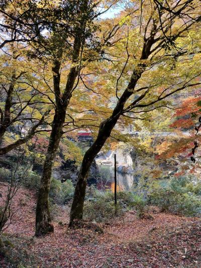 石霞渓の紅葉　日南町