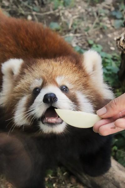 ３年ぶりの山口広島レッサーパンダ遠征３泊３日３園（５）徳山動物園（前）レッサーパンダの赤ちゃんルールーくん！～ヒコくんリボンちゃんいないけど