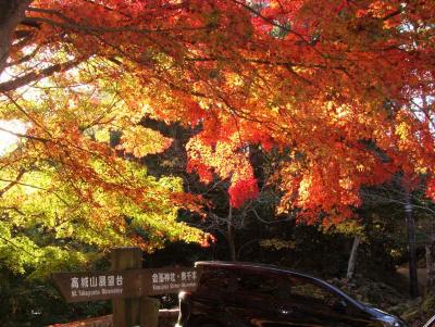 赤い絨毯 ! 高城山の紅葉