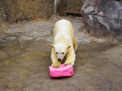 22初冬の旭川・美瑛・富良野ひとり旅2～旭山動物園と美瑛の美味しい割烹編