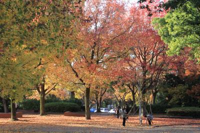 大仙公園の紅葉