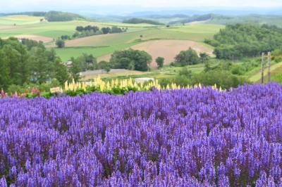 おじじとおばぁのマイカーぐるり旅 定番の富良野・美瑛を観光