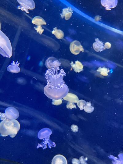 マイカーで行く！油壺、新江ノ島水族館　2日目