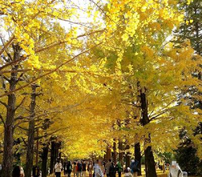 団塊夫婦の日本紅葉巡りの旅・2022東京ーイチョウの黄葉が見頃の昭和記念公園へ