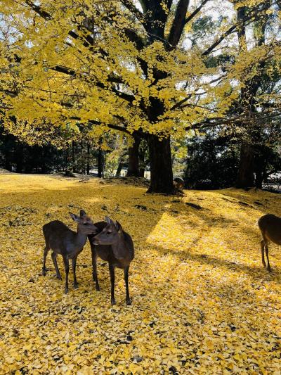 2022年11月　紅葉の京都・奈良旅行