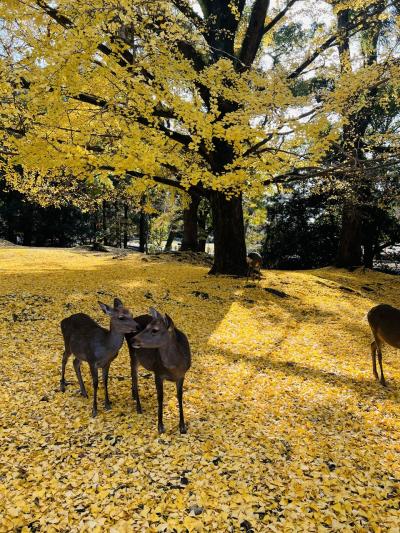 奈良市 一人旅 に関する旅行記 ブログ フォートラベル 奈良県