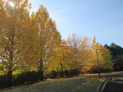 柏市の柏の葉公園・野球場周辺・銀杏並木・2022年11月