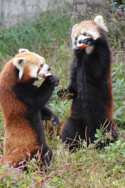 ３年ぶりの山口広島レッサーパンダ遠征３泊３日３園（９）安佐動物公園（前）レッサーパンダ特集：３交代総勢５頭３回のリンゴタイムとガイドを大満喫