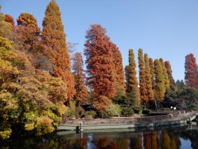 Ｍ　ＮＯＶ　２０２２　　紅葉・・・・・①井の頭公園