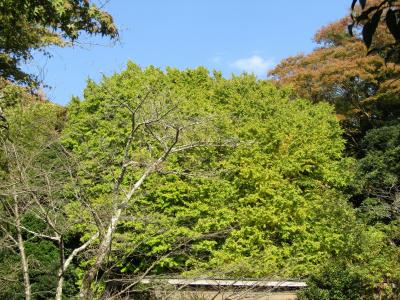鎌倉浄妙寺の銀杏の木（鎌倉市浄明寺3）