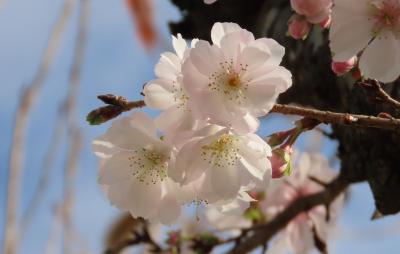 素晴らしかった冬桜・・①南東側の冬桜
