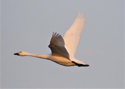 安来白鳥ロードでコハクチョウと再会