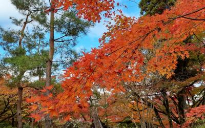 晩秋の京都ROKU