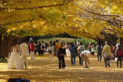 昭和記念公園　黄葉紅葉まつり　２０２２年