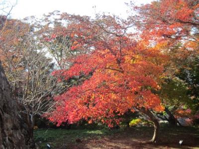 テレビで見た紅葉を見に行こう