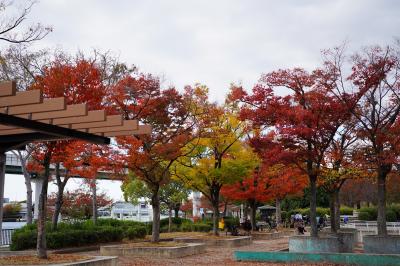 2022　大川の紅葉散歩（都島橋から淀川河川公園にかけて）