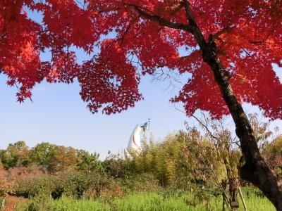 晩秋の大阪万博記念公園で、自然文化園（茶つみの里～ひょうたん池・その他）＆日本庭園（心字池～はす池・その他）を紅葉散歩。（2022）