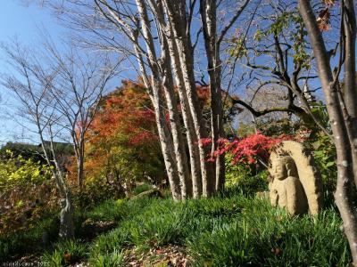 「常楽寺」の紅葉_2022_色付きが進んでいて綺麗、冬桜も咲いてました（群馬県・太田市）