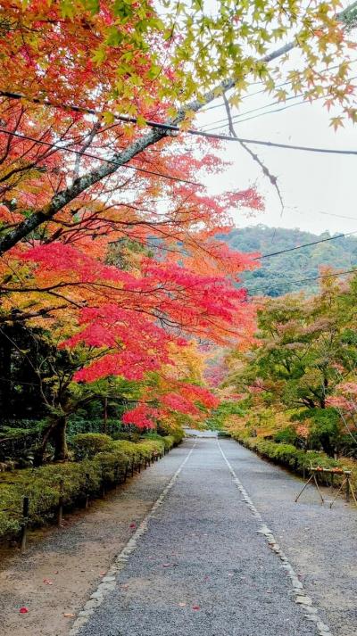 全国旅行支援を利用して京都紅葉巡り　嵯峨野嵐山編