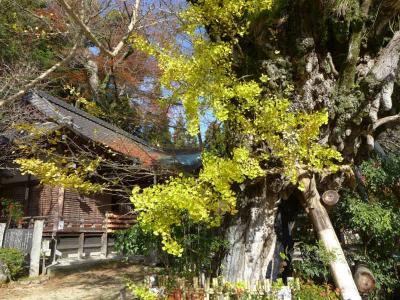 乳銀杏の黄葉 ! 葛城一言主神社