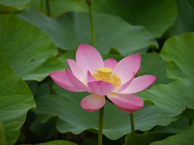 2022年　千葉県のあっちこっちの花畑、、自宅近くの何気なく咲く花たち　花に癒やされた一年を振り返ってみました♪