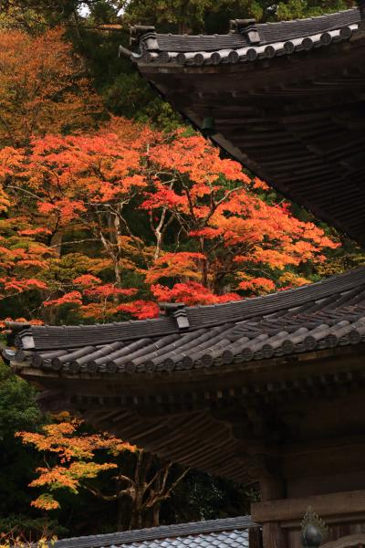 福井　永平寺の紅葉