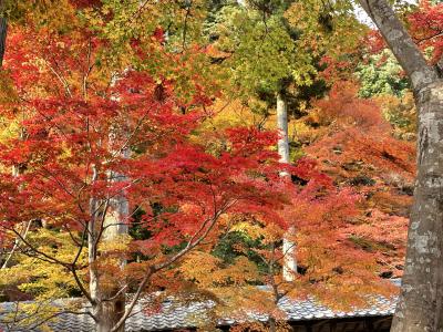 滋賀　琵琶湖　1日目　百済寺　永源寺　紅葉散策　