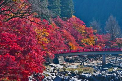 2022　東海一の紅葉・足助/香嵐渓の紅葉　