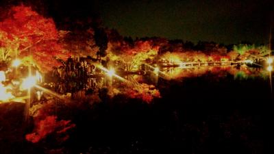紅葉の昭和記念公園  Day  &  Night