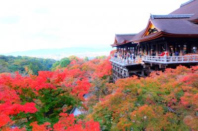 早朝の清水寺！福井小浜と京都天橋立伊根・京都市内の紅葉巡りひとり旅４泊５日⑦５日目2022.11.19