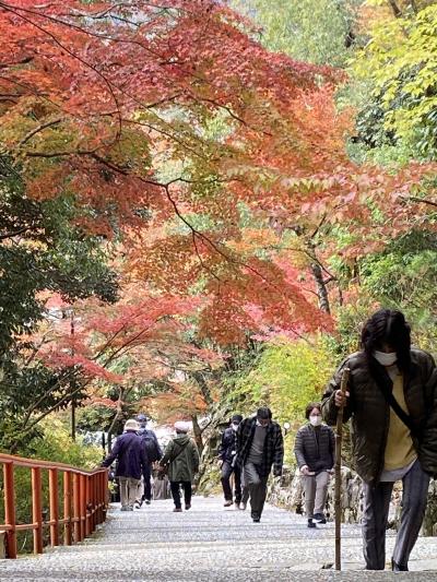 永源寺の紅葉と百済寺の紅葉とおいしい親子丼