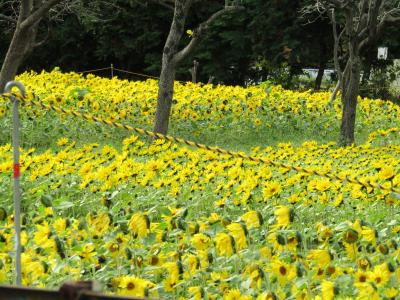 咲き揃った寒川神社前のヒマワリ畑（神奈川県寒川町宮山）