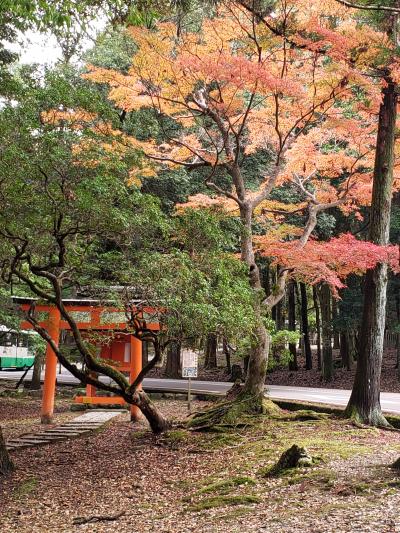 母と行く紅葉の奈良散策~春日大社・水谷茶屋・手向山神社・東大寺・奈良公園♪