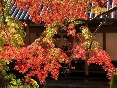 「崇禅寺」の紅葉_2022_色付きが進んでいて、見頃が始まっていました（群馬県・桐生市）