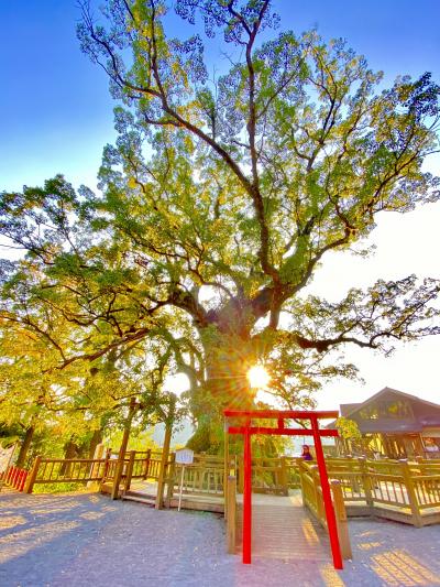 鹿児島・蒲生の大クス ( 日本一の巨樹 )