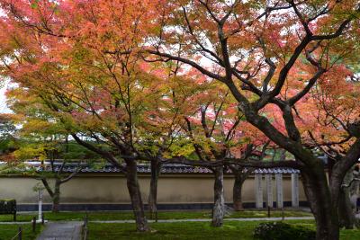 シニアの２０２２年　紅葉の季節ですねっ［１２］　黄梅院・智積院・今熊野観音寺