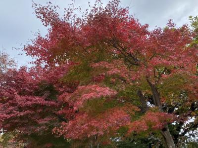 2022/11紅葉の高尾山は大にぎわい