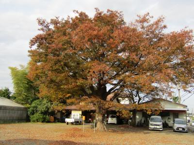 寒川神社裏手の欅の大木（寒川町宮山）