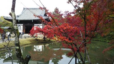 紅葉の秋～京都でゆったり観光～