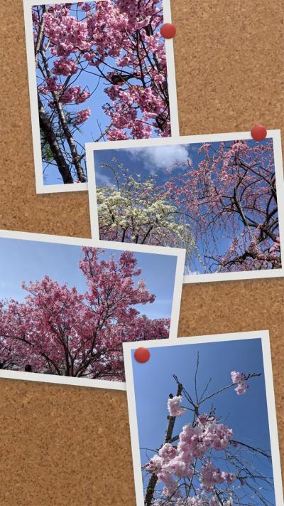 京都嵐山&#127800;桜を追いかけて&#127800;